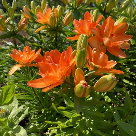 Дом отдыха Anni Puhkebaas Meeliku