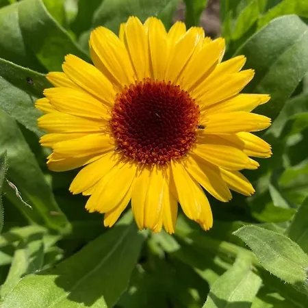 Дом отдыха Anni Puhkebaas