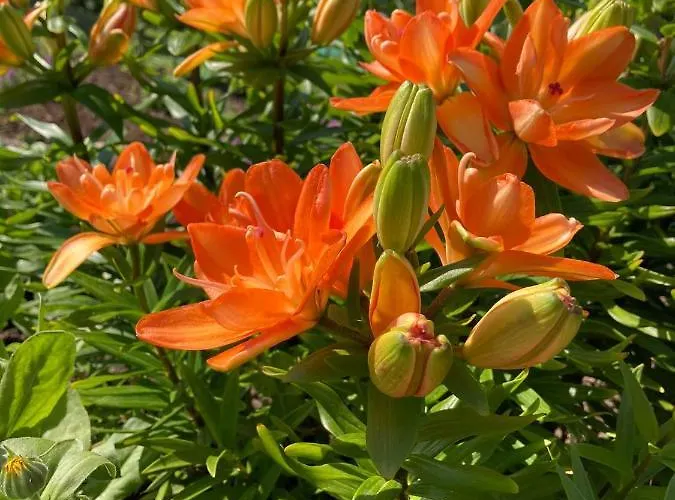 Holiday home Anni Puhkebaas Meeliku