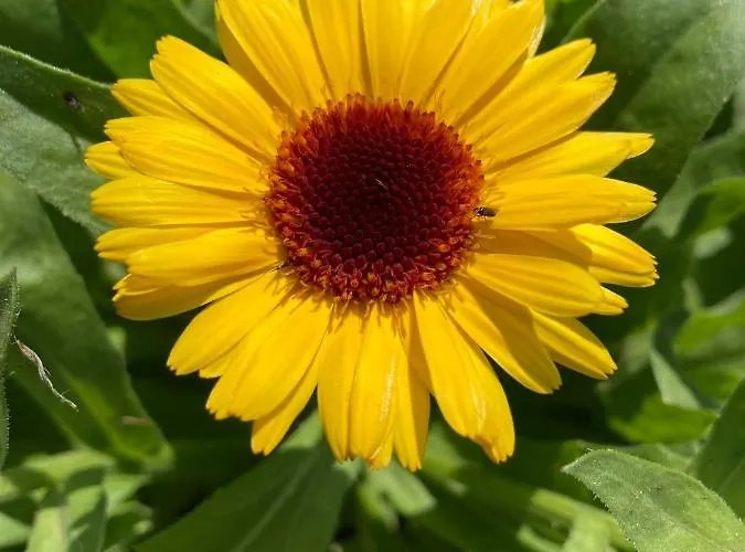 Nyaraló Anni Puhkebaas